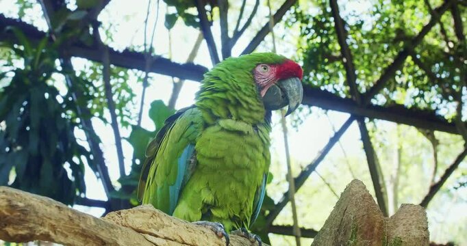 Green macaw in a zoo aviary. Moving camera.