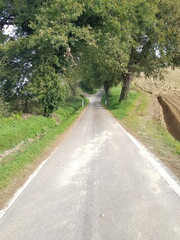 a road with a tree in the middle of the forest