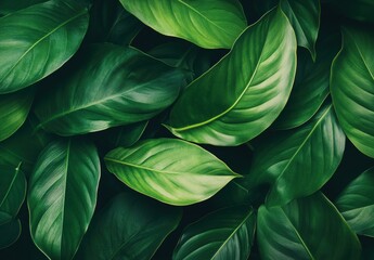Lush Green Leaves Background for Nature Inspired Designs, Perfect for Eco-Friendly Projects, Wellness Themes, or Botanical Illustrations in Stock Photos