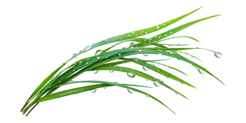 Green grass blades with water drops isolated on transparent background