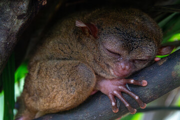 Endangered Tarsier in Bohol Tarsier sanctuary, Cebu, Philippines