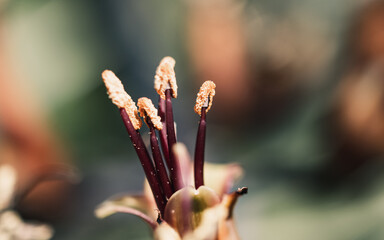 Flower stamen