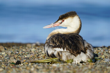 An example video of the negative impact of wildlife due to materials that are unconsciously thrown into the environment.