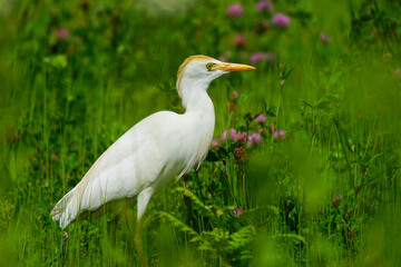 Fototapeta premium Wildlife - Birds. Western cattle egret (Bubulcus ibis) mostly live in fields, steppes and grasslands, except wetlands. They usually feed on insects.