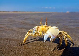 Red Sea ghost crab (Ocypode saratan) in an attack pose on a photographer. Bright Claw as a threat releaser, aggressive behavior. Gulf of Oman, Arabian Sea