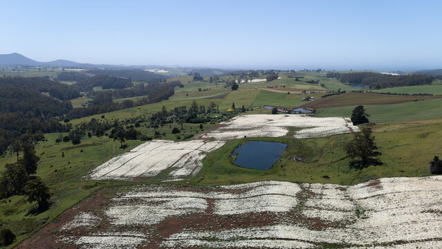  Drone Shot of Crop of Pyrethrum paddocks in Tasmania
