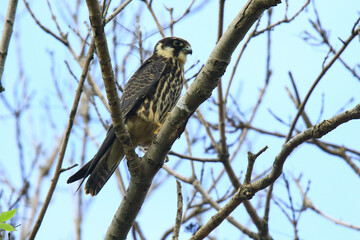 Wildlife - Birds. The Eurasian hobby is a bird that lives in temperate, grassy areas with mounds of earth where flying insects are abundant. It feeds on large flying insects such as dragonflies.