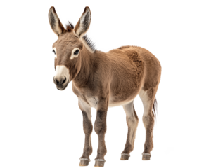 donkey isolated on white background
