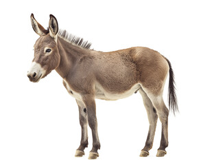 donkey isolated on white