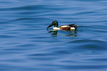 Northern shoveler, a swimming duck species, usually lives in fresh waters and sea coasts. They feed by eating living creatures, greenery and plankton in the water with their spatula-shaped beak.