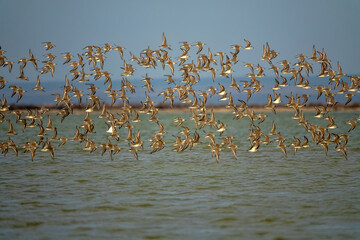 Bird migrations and stopovers. Feeding clusters of waders on wetlands. A flock of flying limicolae,...
