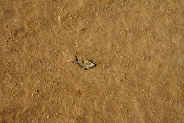 Bare (no vegetation) sandy-clay beach on the Persian Gulf. Dead triggerfish (Balistes), a few shells of small mollusks. Depleted biocenosis because the hot desert goes into the sea