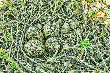 The Lapwing (Vanellus vanellus) nest is made of alkali grass dry stems. Arid salty steppe with...