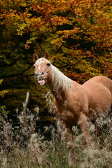Farbenrausch. Schönes goldenes Pferd vor herbstlich gefärbten Bäumen hinter filigranen Pflanzen