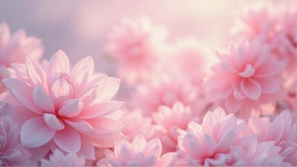 Fototapeta premium Pink dahlia flowers blooming in soft morning sunlight creating a beautiful romantic background