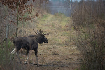 Mammals male bull Moose ( Alces alces ) North part of Poland, Europe dark foggy morning in autumn young pine forest	