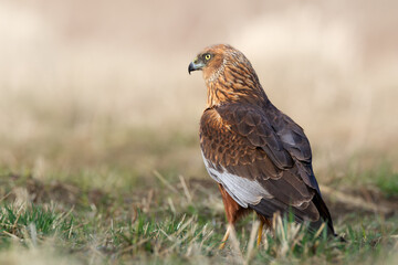 Birds of prey male Marsh harrier Circus aeruginosus, hunting time Poland Europe spring time April