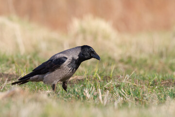 Bird - Hooded crow Corvus cornix in spring meadow Poland Europe