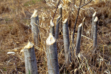 Spring feeding activity of Eurasian beaver (Castor fiber) , appetitive behaviour. The beavers cut off all the aspen shoots after wintering. Mandatory fresh food for cubs. Boreal forests