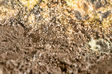 Penicillin and aspergillum mold on bread. Colonies of species of mold fungi, young (white), yellow Aspergillus flavus, green - Penicillum. Aspergillus niger ripe black round sporangia. Ultramacro