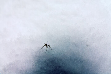 The Wolf spider (Lycosidae) is active at the end of winter - the beginning of spring despite the...