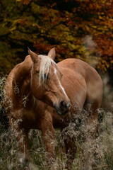 Farbenrausch. Schönes goldenes Pferd vor herbstlich gefärbten Bäumen hinter filigranen Pflanzen © Grubärin