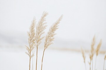 Wheat stalk, alone, white background, high-definition, one by one
