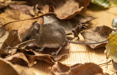 The vole lives in an aviary among fallen leaves. ??ommon red-backed vole (Clethrionomys glareolus)....