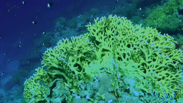 The camera slowly zooms in on a colony of Net Fire Coral (Millepora dichotoma), with other colonies visible in the background.