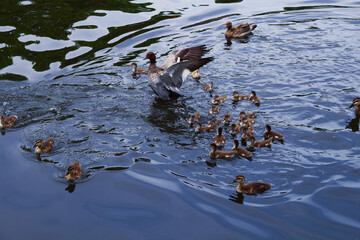 Native birds called Australian maned ducks with a lot of ducklings, Adelaide, South Australia