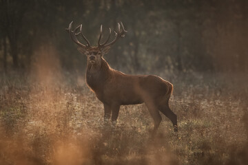 DeeA noble deer with large antlers in the rays of light. A large full-length portrait.r in the woods
