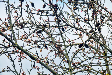 Beginning of wild almond (Prunus dulcis) flowering. Last year's fruits remained on branches. Fruits are poisonous, amygdalin glycoside, prussic acid. Fruits used in cooking. Almond milk, horchata