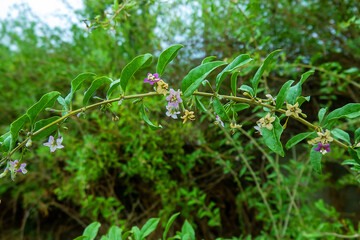 Branch of flowering Bastard jasmin (Lycium halimifolium), goji on wolfberry bush background. In traditional Chinese medicine, dry fruits (Fructus Lycii) used to treat of nocturnal emission (wet dream)