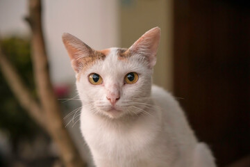 A white female cat is sitting on the wall. 