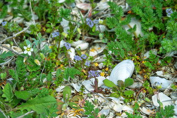 Ziziphora capitata reach 4-5 cm near Azov sea