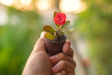 A small pot with a red flowering plant being held by a hand.