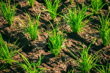 Rows of several rice seedlings that have just been planted in the mud of a rice field. 