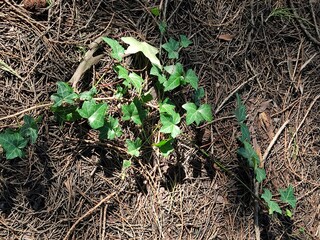 The branch of the Common ivy in the summer. English Ivy (Hedera helix)