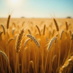 golden wheat field