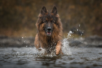 Close-up portrait of a long-haired German Shepherd. Autumn background.