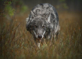 Gray wolf close-up in autumn forest. Looks straight into eyes. Autumn background.