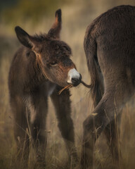 Little baby donkey holding his mother's tail. Vertical image

