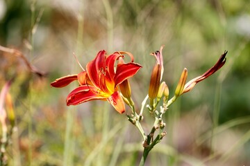 Blume

