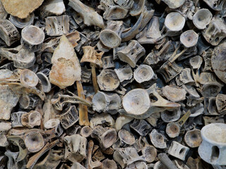 入江・高砂貝塚から出土した魚の骨