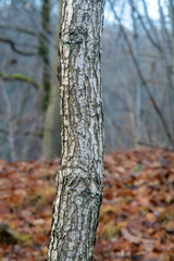 Close-Up of Tree Bark in Autumn Woodland