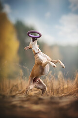Crazy whippet dog playing with a toy in autumn field