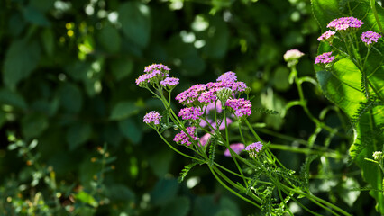 Pink yarrow flowers blooming amidst green foliage in a vibrant garden setting.
