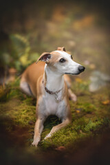 Young whippet dog resting in colored autumn forest
