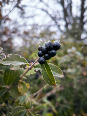 A cluster of black berries on a leaf. The berries are wet and shiny. The leaf is green and has a few brown spots.