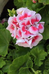 Blume